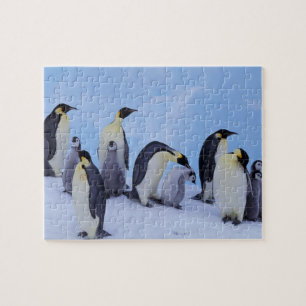 Quebra-cabeça Antártida, Pinguins Imperadores