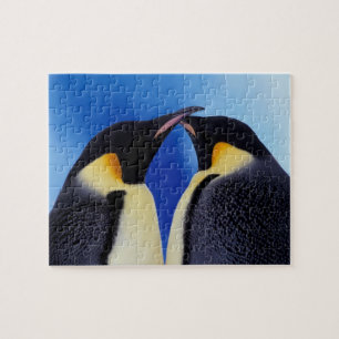Quebra-cabeça Antártida, Pinguins Imperadores