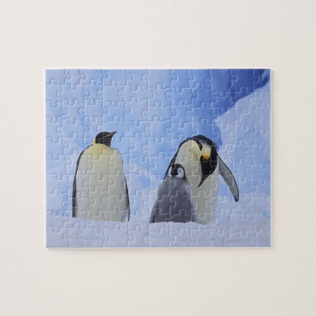 Quebra-cabeça Antártida. Pinguins-imperadores e filhote (Horizontal)