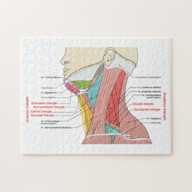 Quebra-cabeça Anterior Triângulo Posterior Anatomia do pescoço M (Horizontal)