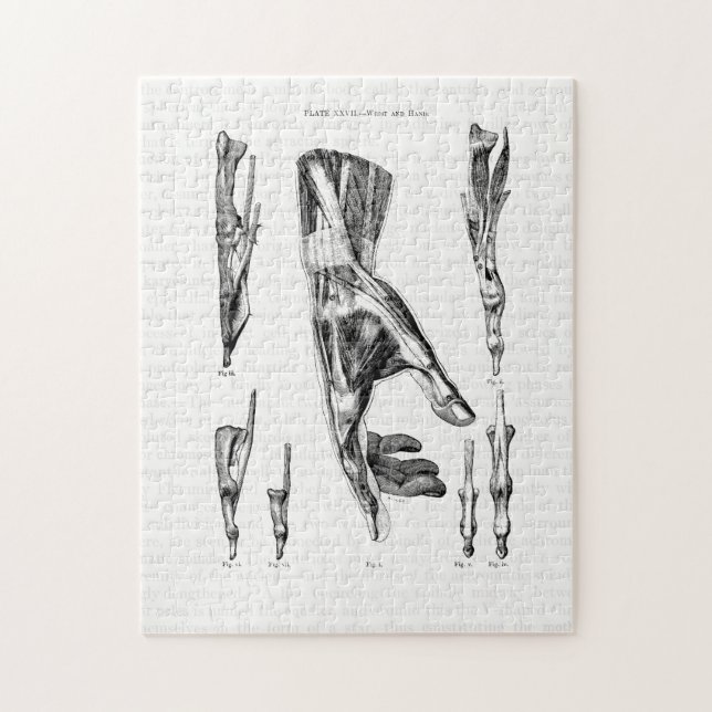 Quebra-cabeça Antigos músculos de arte da anatomia da mão e puls (Vertical)