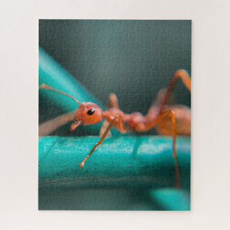 Quebra-cabeça Ants Fechar