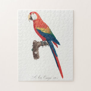 Quebra-cabeça Ara Canga Parrot