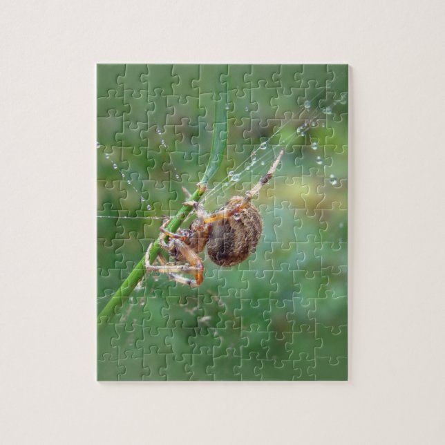 Quebra-cabeça Araneus - Orb Weaver Spider (Vertical)