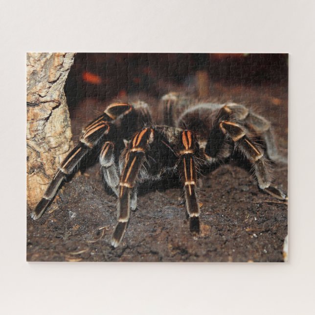 Quebra-cabeça Aranha Tarantula de joelho achatado (Horizontal)