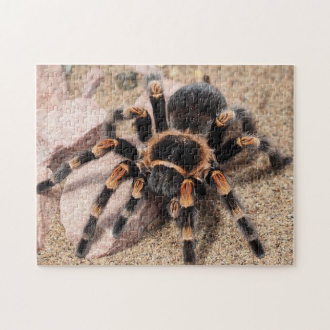 Quebra-cabeça Aranha Tarantula do Joelho Vermelho mexicano (Horizontal)