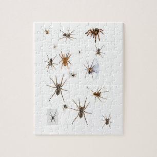 Quebra-cabeça Aranhas do amor!