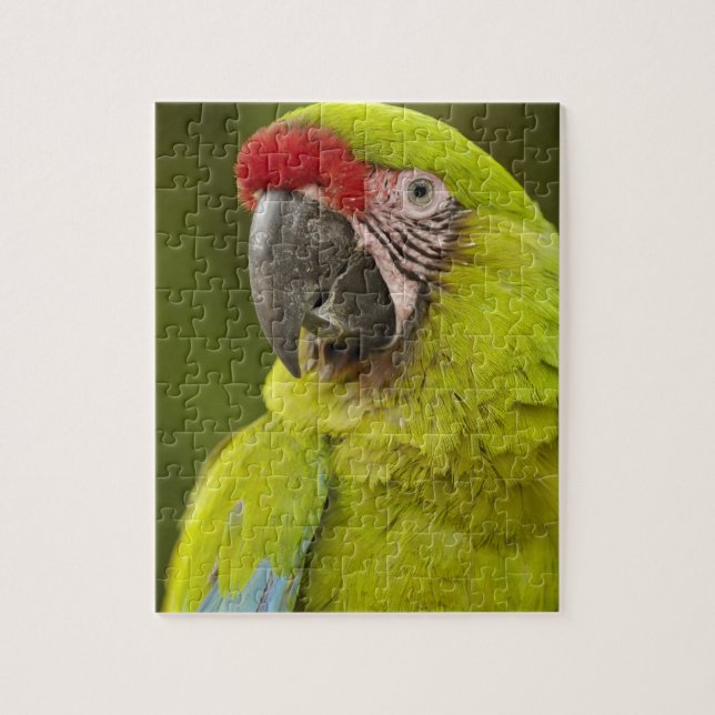 Quebra-cabeça Arara-canindé (Vertical)