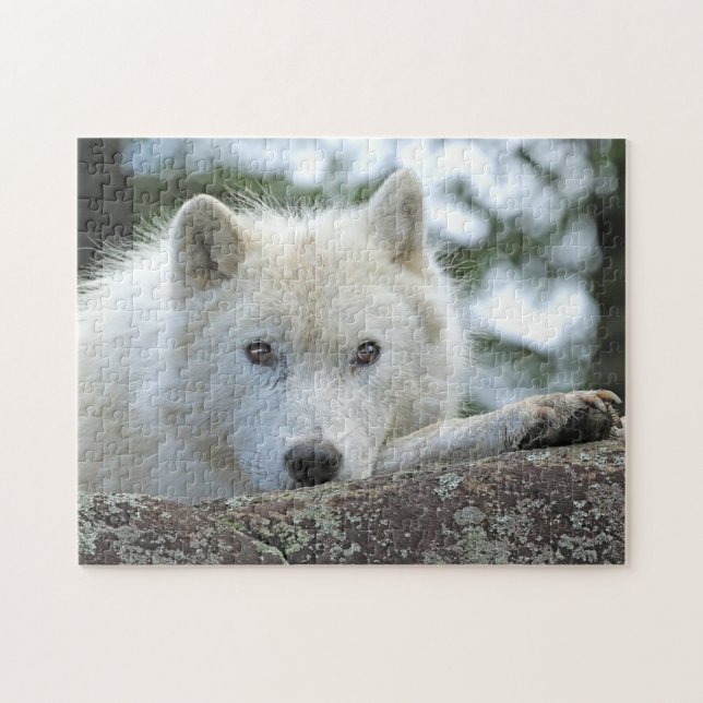 Quebra-cabeça ARCTIC WOLF 11x14 POLEGADAS (Horizontal)