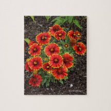 Arizona Sun Blanketflower