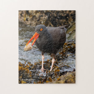 Quebra-cabeça Aroma da orelha negra assombrosa do Oystercatcher