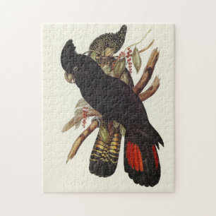 Quebra-cabeça Arte Vintage de Cacatua-preta-de-cauda-vermelha de
