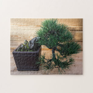 Quebra-cabeça Árvore Bonsai do pinheiro preto japonês