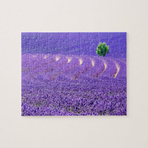 Quebra-cabeça Árvore solitária no campo de lavanda, França