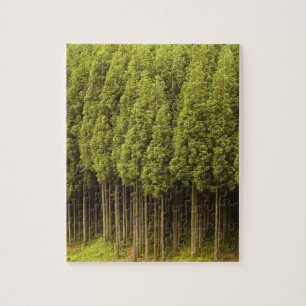 Quebra-cabeça Árvores de cedro de Koya Sugi