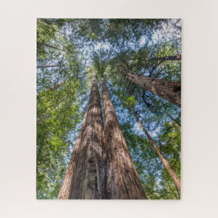 Quebra-cabeça Árvores de Sequoia Condado de Marin, Califórnia