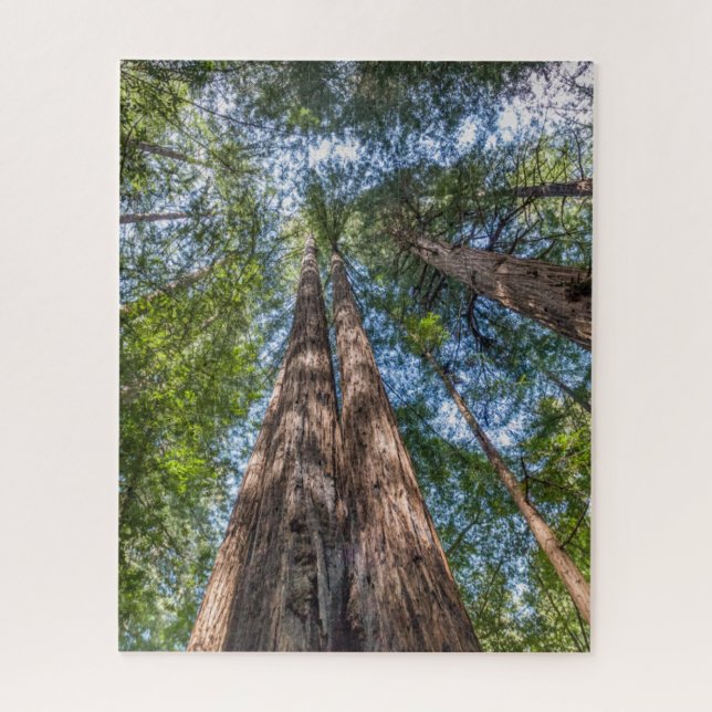 Quebra-cabeça Árvores de Sequoia | Condado de Marin, Califórnia (Vertical)