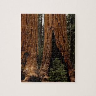 Quebra-cabeça Árvores Redwood, Parque Nacional Sequoia.