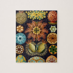 Quebra-cabeça Ascidiae por Ernst Haeckel, Animais Marinhos Vinta