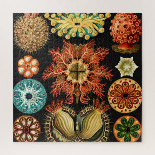 Quebra-cabeça Ascidiae, Seescheiden Marine Life por Ernst Haecke