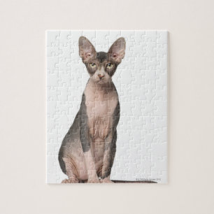 Quebra-cabeça Assento de Sphynx (7 meses velho)