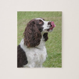 Quebra-cabeça Assento do Spaniel de Springer inglês
