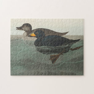 Quebra-cabeça Audubon American Scoter Duck Classic