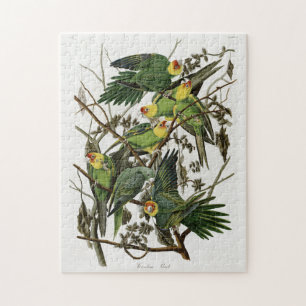 Quebra-cabeça Audubon's Carolina Parakeet