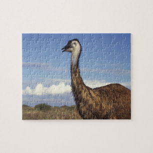 Quebra-cabeça Austrália, Austrália Ocidental. Emu (Dromaius