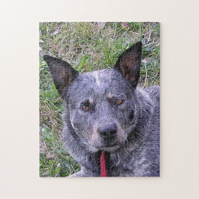 Quebra-cabeça Australian_cattle_dog blue.png (Vertical)