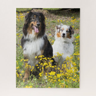 Quebra-cabeça Australian Shepherd Puzzle
