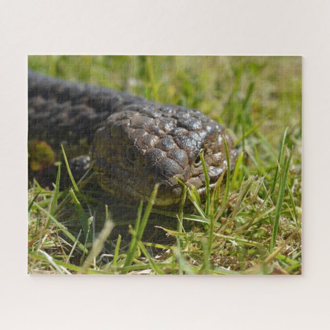 Quebra-cabeça Australiano Shingleback Blue Tongue Lizard (Horizontal)