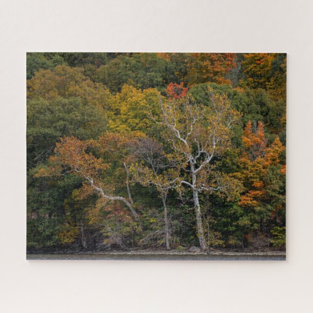 Quebra-cabeça Autumn Sycamores (Horizontal)