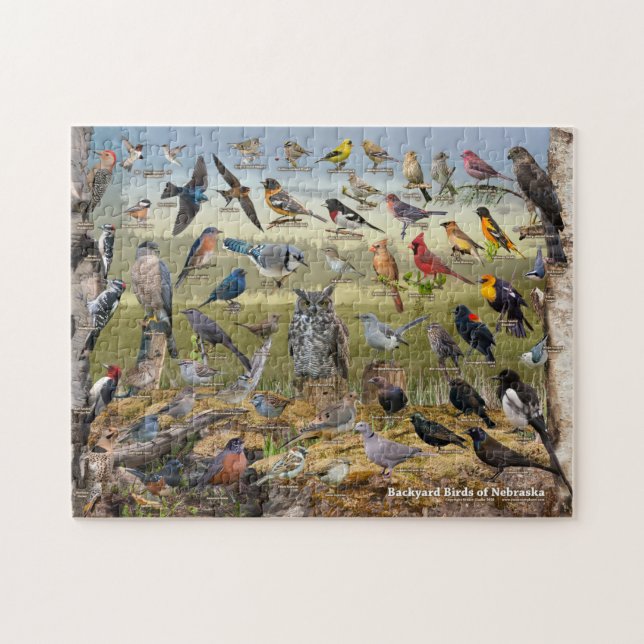 Quebra-cabeça Aves do quintal de Nebraska (Horizontal)