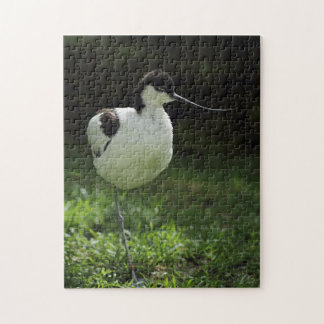 Quebra-cabeça Avocet