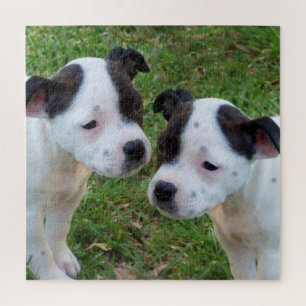 Quebra-cabeça B W Staffordshire Bull Terrier Puppies, Jigsen
