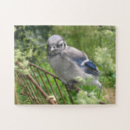 Quebra-cabeça "Baby Blue Jay I"