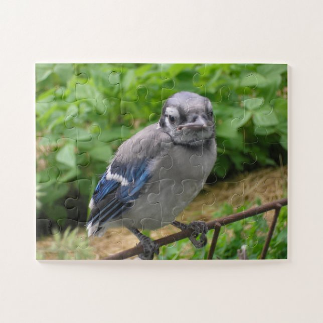 Quebra-cabeça "Baby Blue Jay II" (Horizontal)