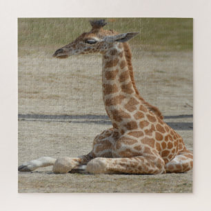 Quebra-cabeça Baby Giraffe