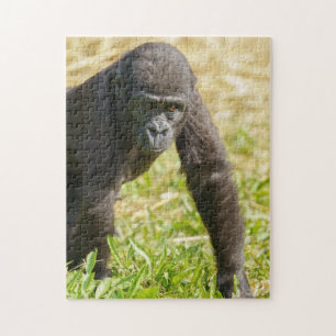 Quebra-cabeça Baby Gorilla