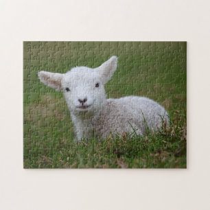 Quebra-cabeça Baby Lamb
