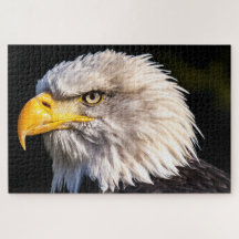 Bald Eagle (EUA)