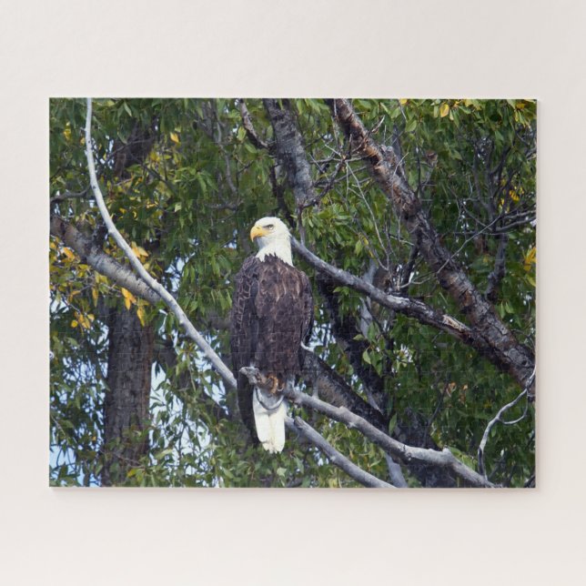 Quebra-cabeça Bald Eagle Grand Teton National Park Wyoming. (Horizontal)