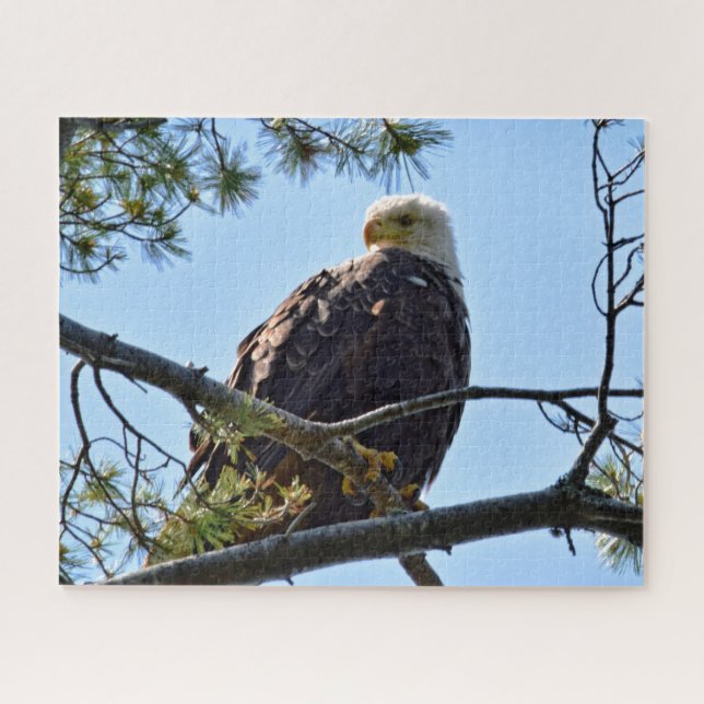 Quebra-cabeça Bald Eagle Perch - 16x20 - 520 pcs. (Horizontal)