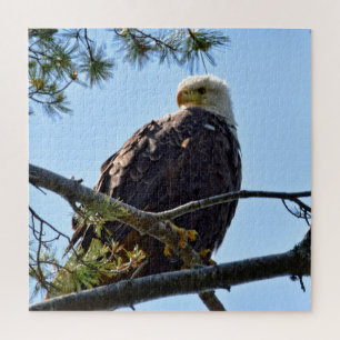 Quebra-cabeça Bald Eagle Perch - 20x20 - 676 pcs.