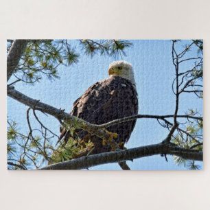 Quebra-cabeça Bald Eagle Perch - 20x30 - 1014 pcs.