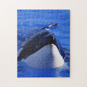 Quebra-cabeça Baleia de Killr da orca