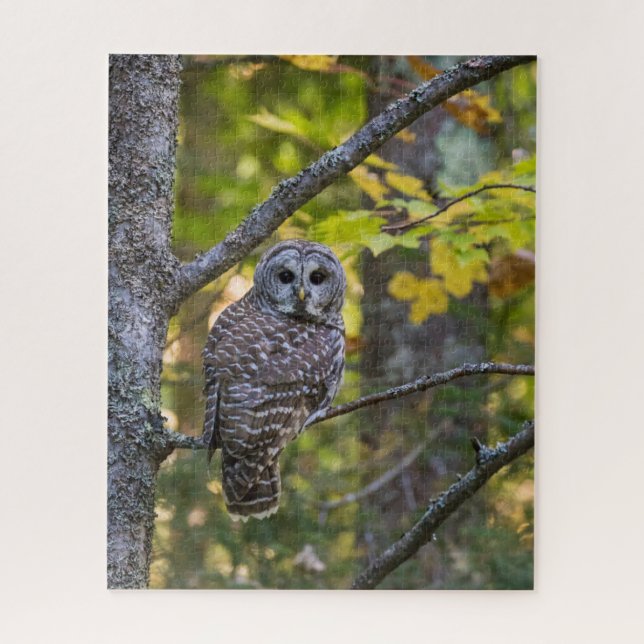 Quebra-cabeça Barred Owl em outono | Alger County, MI (Vertical)