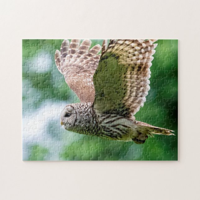 Quebra-cabeça Barred Owl em voo (Horizontal)