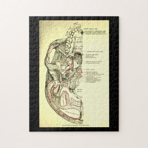 Quebra-cabeça Base da anatomia do vintage do external do crânio
